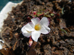Oxalis commutata