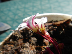 Oxalis commutata
