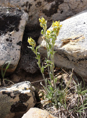 Draba aurea