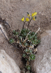 Draba oligosperma