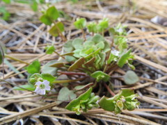 Claytonia rubra