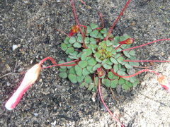 Oxalis commutata