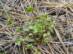Claytonia rubra