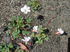 Oxalis commutata