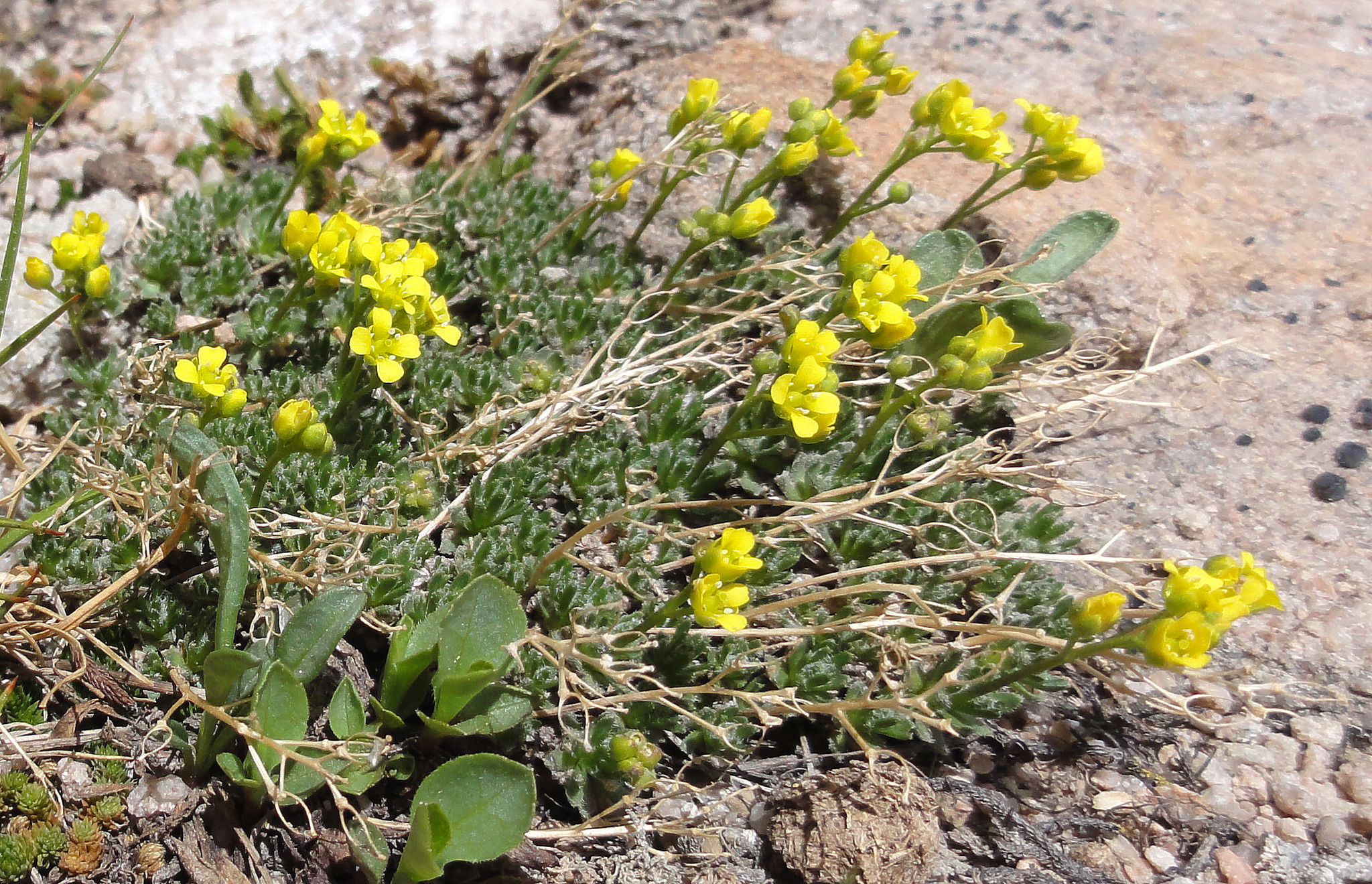 Draba globosa