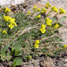 Beavertip Draba - Photo (c) springlake1, some rights reserved (CC BY-NC), uploaded by springlake1