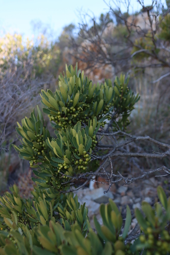 Image of Euclea daphnoides by (c) Tony Rebelo, some rights reserved (CC BY-SA)