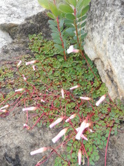 Oxalis commutata
