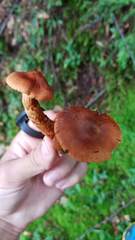 Cortinarius rubellus