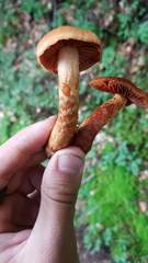 Cortinarius rubellus
