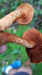 Cortinarius rubellus