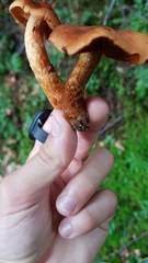 Cortinarius rubellus