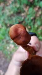 Cortinarius rubellus