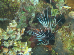 Pterois cincta