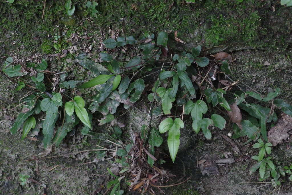 Pteris ryukyuensis (Pteris ryukyuensis)
