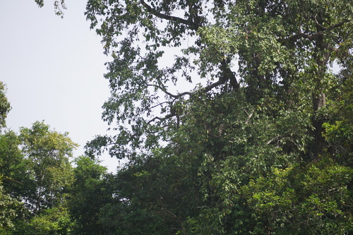 White-naped mangabey