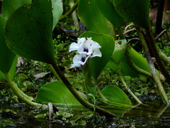Pontederia azurea