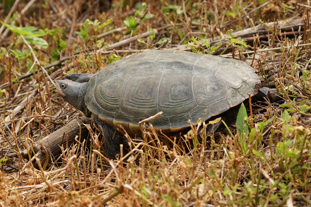 Diamondback Terrapin in July 2023 by Sven Gippner · iNaturalist