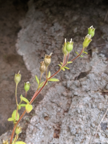 lomikameň vystupujúci (Saxifraga adscendens)