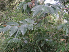 Stachyurus himalaicus