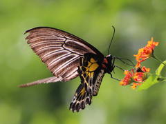 Troides minos