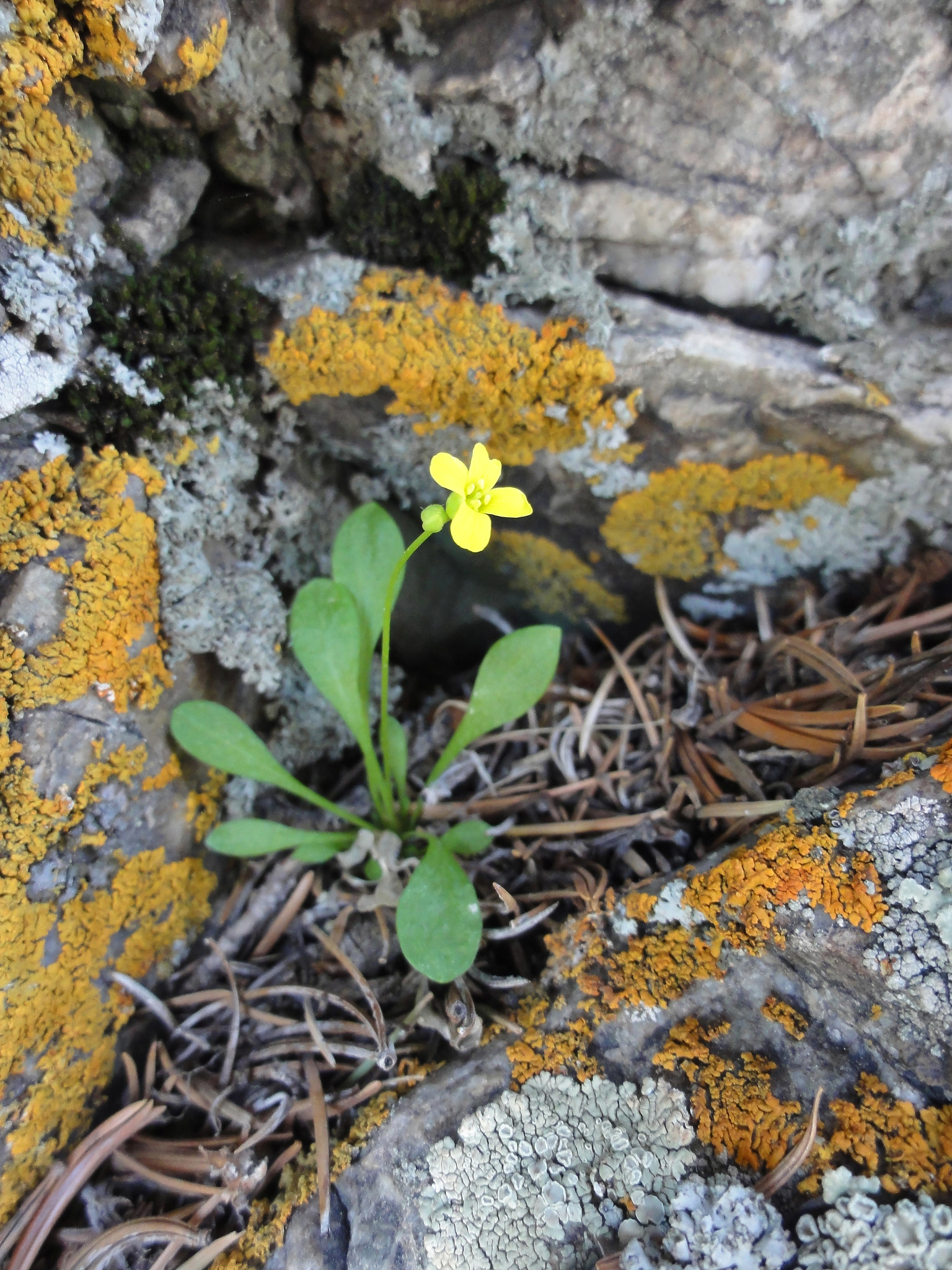 Draba kassii