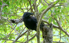 Corvus florensis