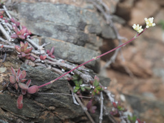 Crassula pubescens