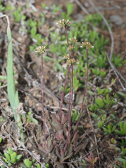 Crassula pubescens