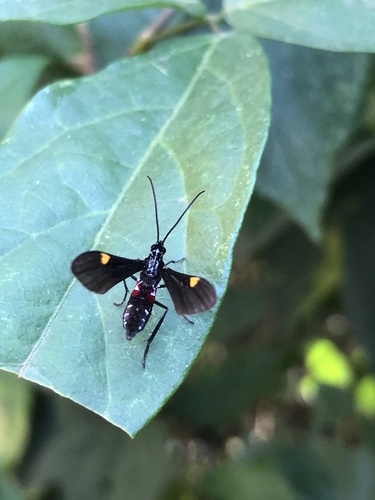 Braconidae observed 2023-07-31