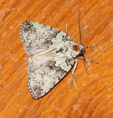 Blenina squamifera