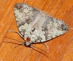 Blenina squamifera