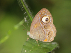 Mycalesis junonia