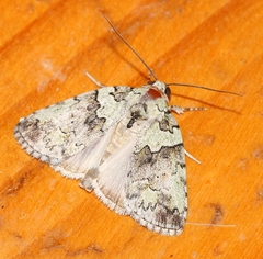 Blenina squamifera