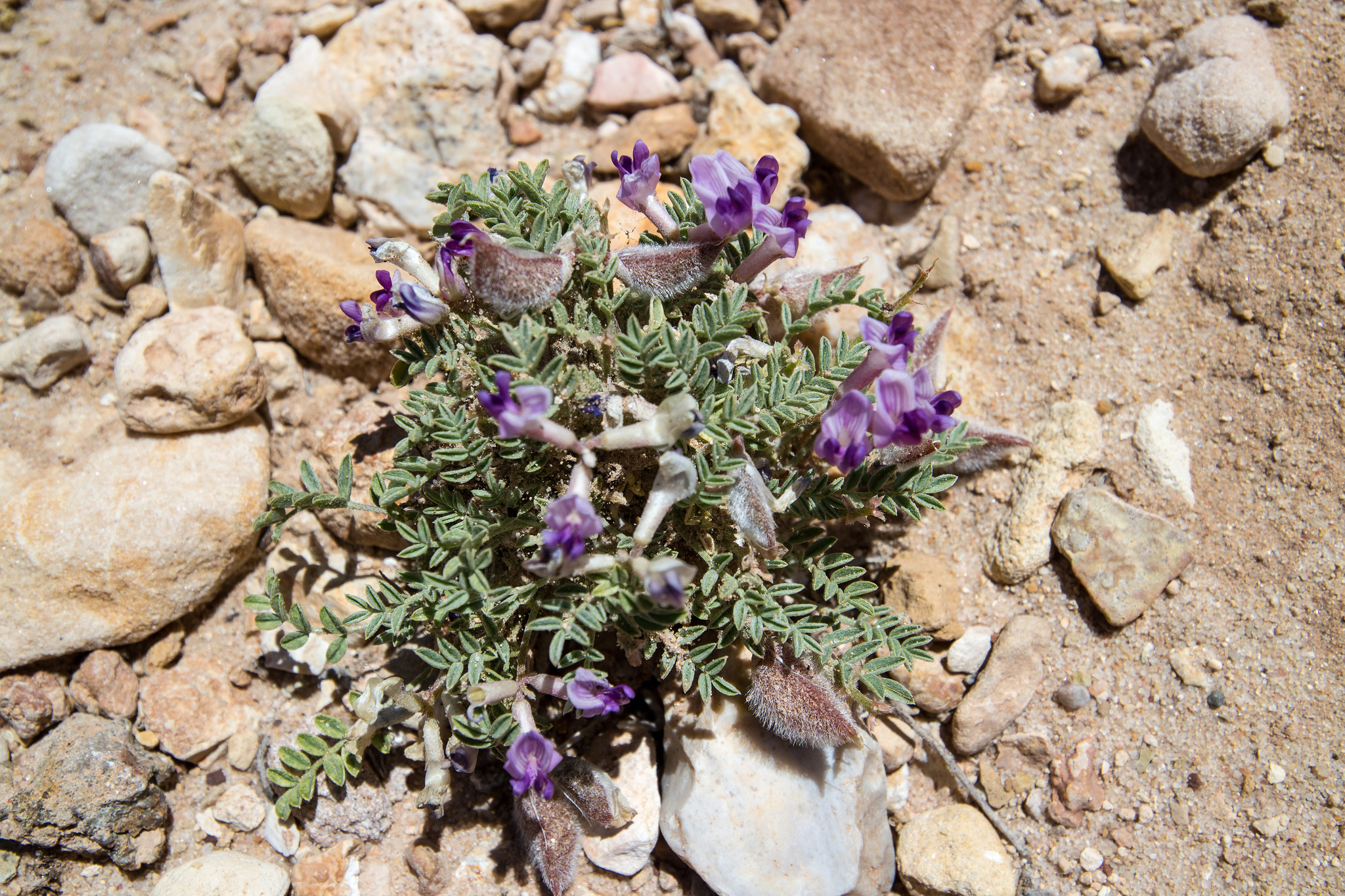 Astragalus desperatus var. petrophilus