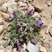 Rimrock Milkvetch - Photo (c) springlake1, some rights reserved (CC BY-NC), uploaded by springlake1