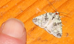 Blenina squamifera