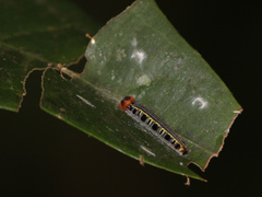 Coeliadinae