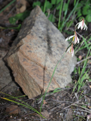 Hesperantha bachmannii