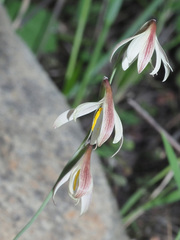 Hesperantha bachmannii