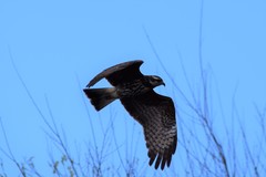Rostrhamus sociabilis plumbeus