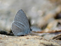 Celastrina lavendularis