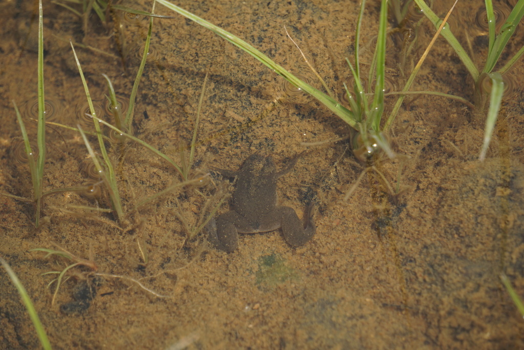Forest Clawed Frog