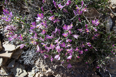 Rhinotropis subspinosa