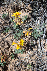 Hoffmannseggia repens