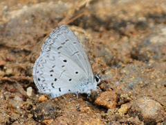 Celastrina lavendularis