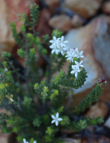 Image of Agathosma recurvifolia by (c) Tony Rebelo, some rights reserved (CC BY-SA)