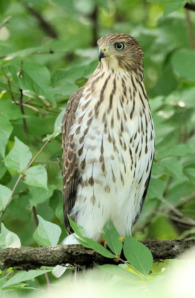 Cooper's Hawk from Danada East, Dupage County, IL, USA on July 31, 2023