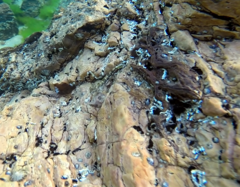 Lepidoblennius marmoratus