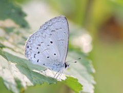 Celastrina lavendularis